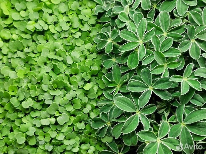 Семена для микрозелени. 50 грамм