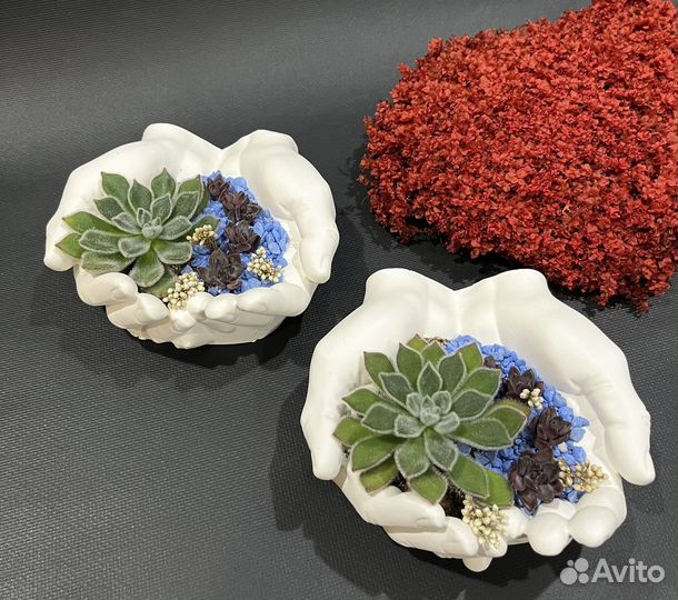 Флорариум суккуленты