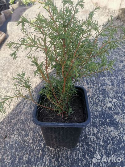 Садовые растения