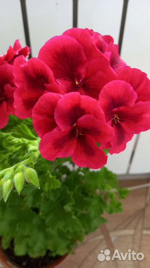 Продам черенки герани, пеларгонии