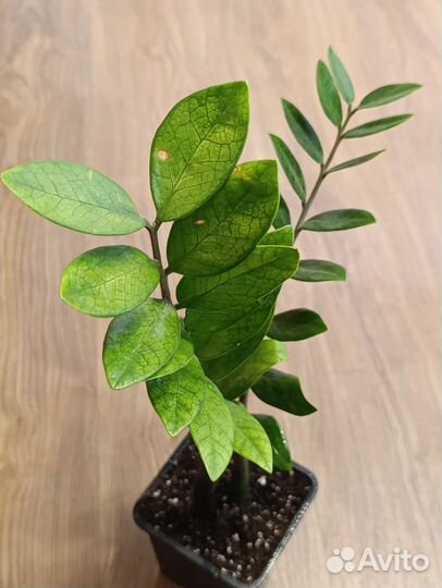 Замиокулькас вариегатный акебоно