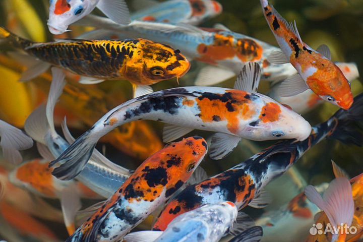 Малек карпа кои