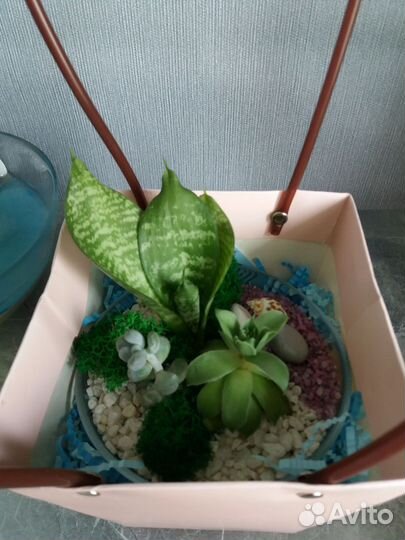 Флорариум с наполнением