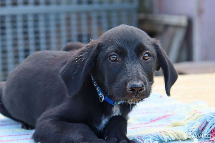 Бентли в дар