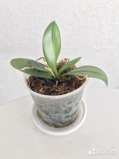 Орхидея фаленопсис мини