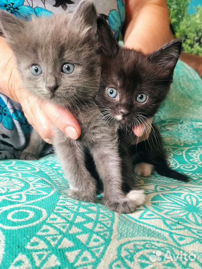 Котики в добрые руки