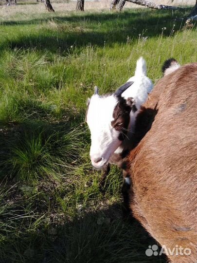 Козы. Коза на мясо