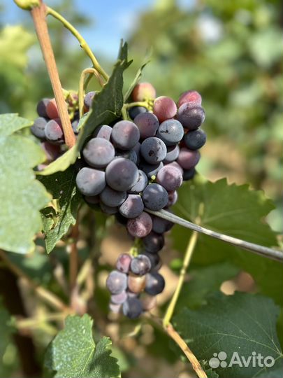 Виноград вкусный сладкий