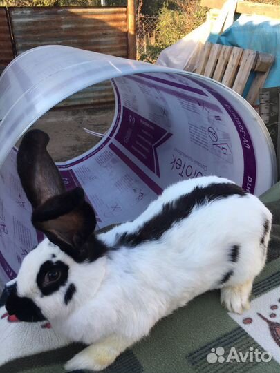 Кролики строкачи