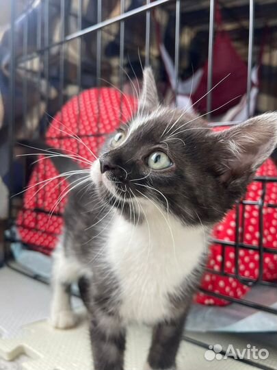 Котята в добрые руки мальчик