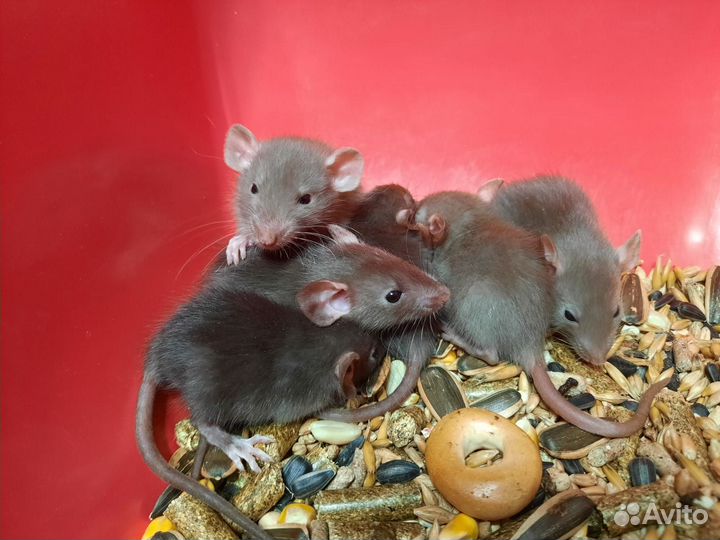Крысы и крысята Дамбо из питомника (шоколадные)