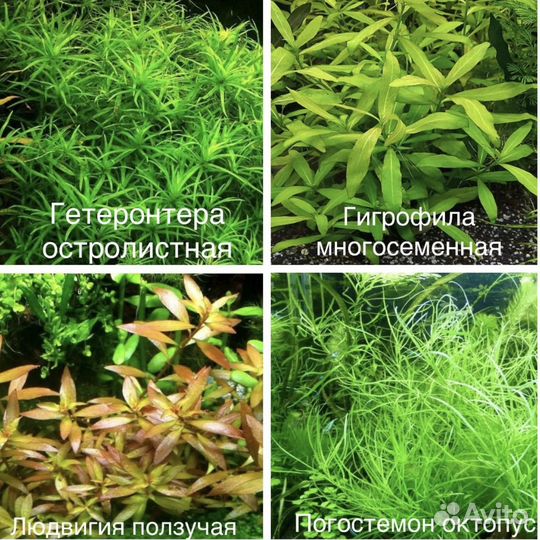 Растения. Креветки синие, теодоксусы, кладофора