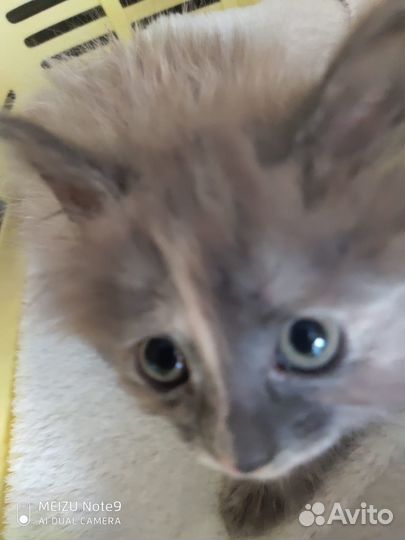 Особенный котенок