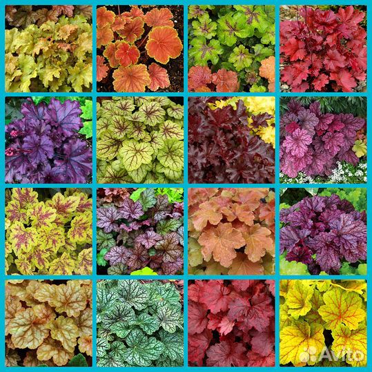 Чеснок на посадку Алексеевский гигант и Рокамболь