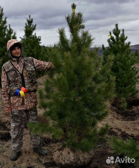 Саженцы сибирского кедра экстра класс