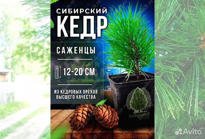 Саженцы кедра от производителя экстра класс