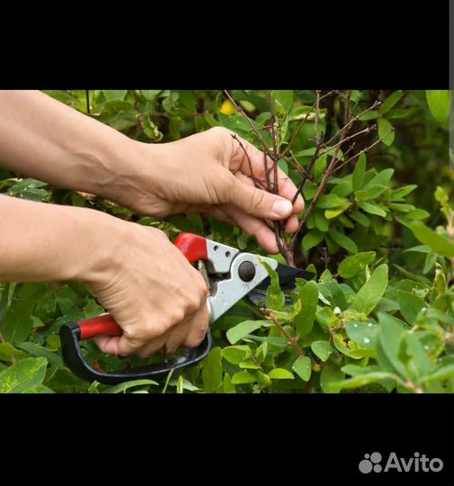 Обрезка плодовых деревьев