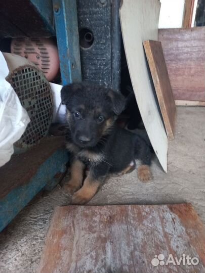 Немецкая овчарка