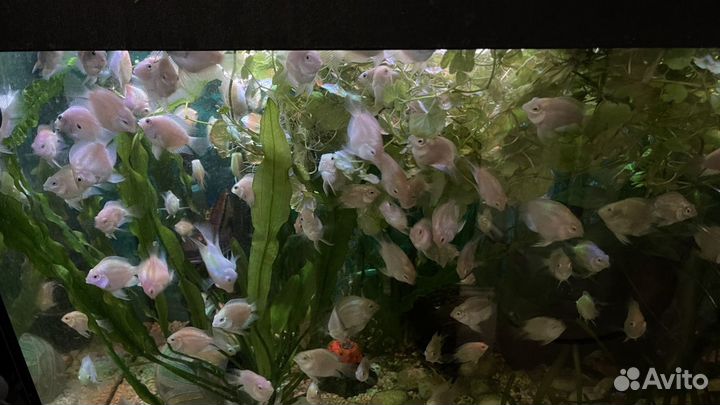 Цихлида попугай платиновый