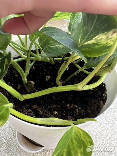 Сциндапсус