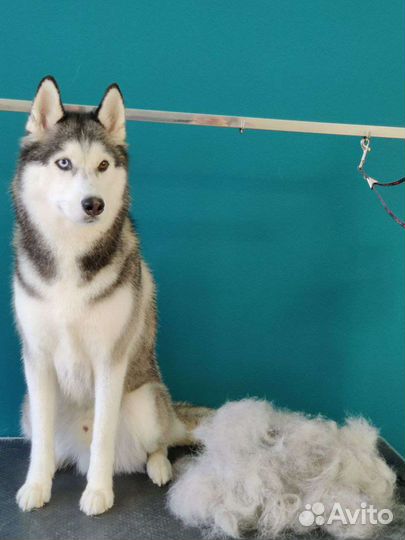 Экспресс-линька крупных собак в Пушкин