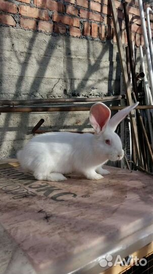 Кролики великаны