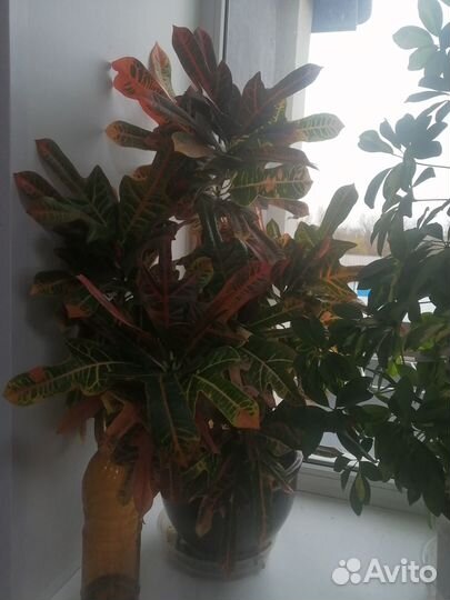 Кодиеум кротон