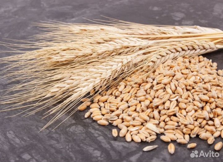 Зерно пшеница ячмень