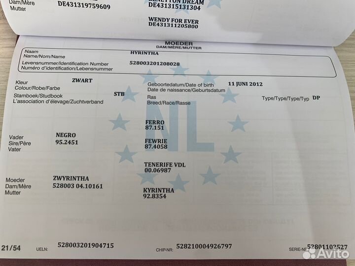 Жеребец, Конь призер пфо