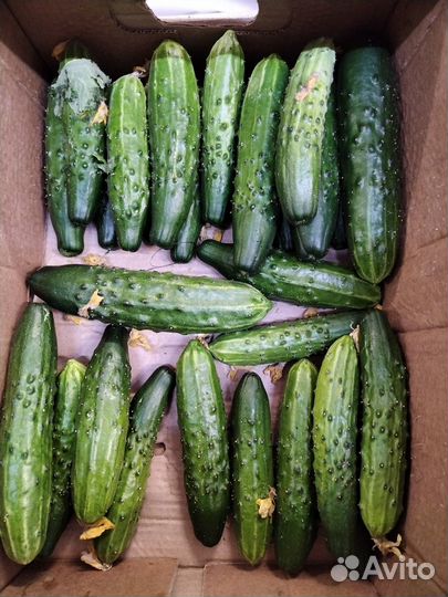 Доставка овощей и бакалеи