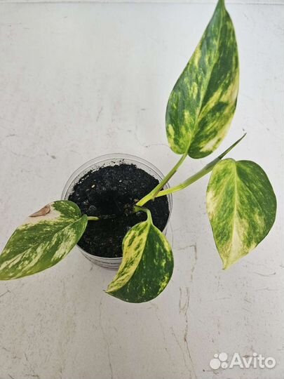 Сциндапсус