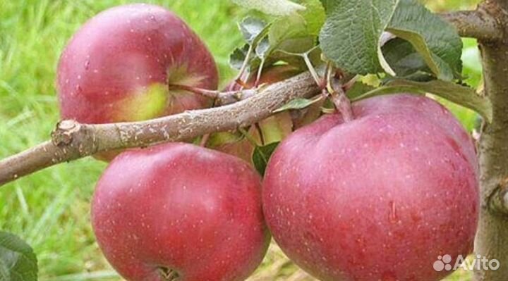 Саженцы яблони Антей