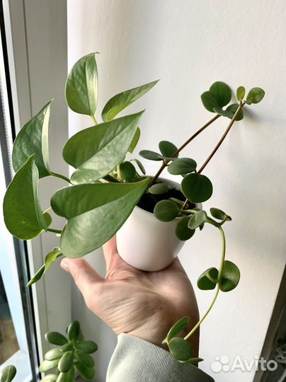 Сциндапсус