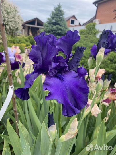 Ирис коллекционные