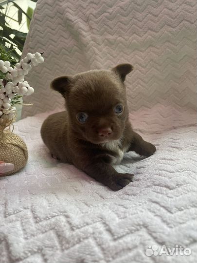 Щенки чихуахуа