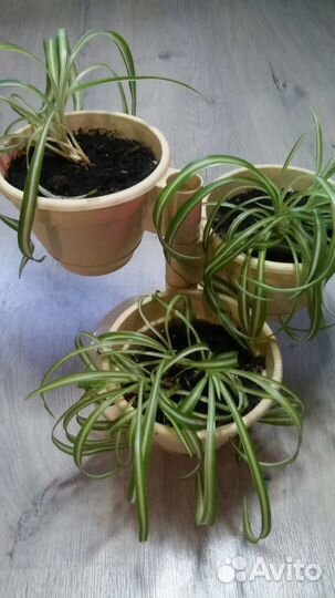 Хлорофитум кудрявый