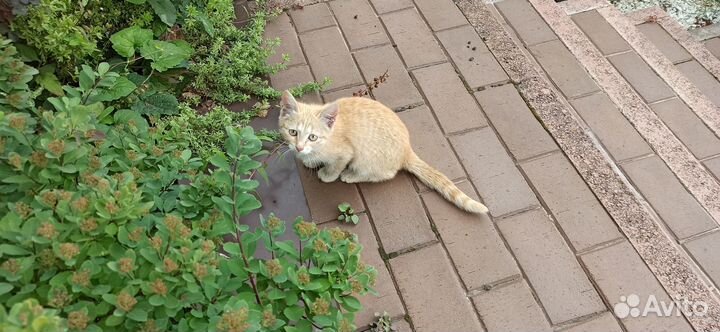 Рыжий котенок