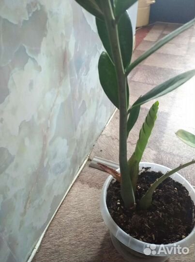 Замиокулькас