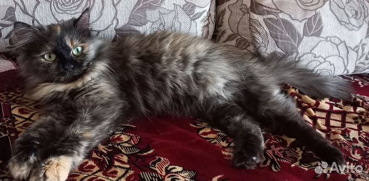 Кошка