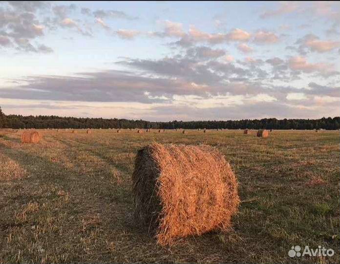 Продам сено в рулонах