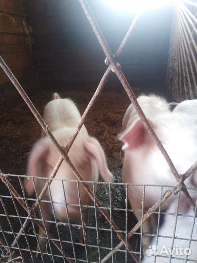 С/х животные