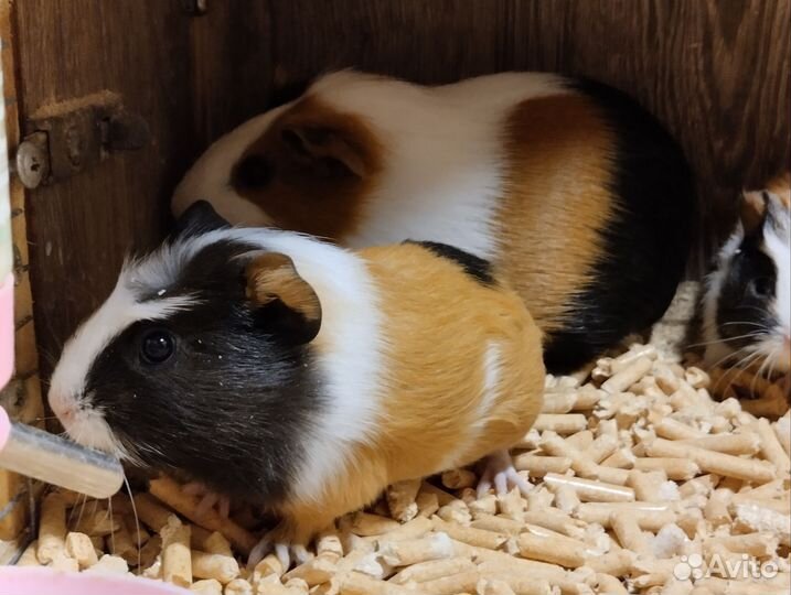 Морская свинка