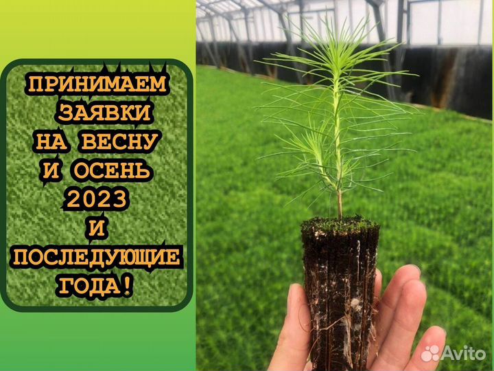 Сеянцы сосны зкс и ели зкс