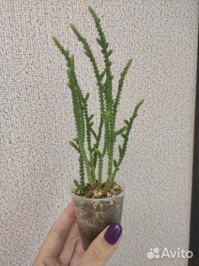 Суккуленты разные