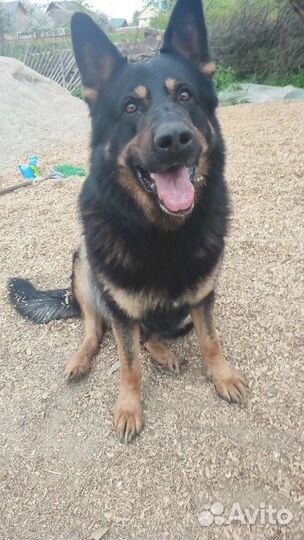 Щенки немецкой овчарки