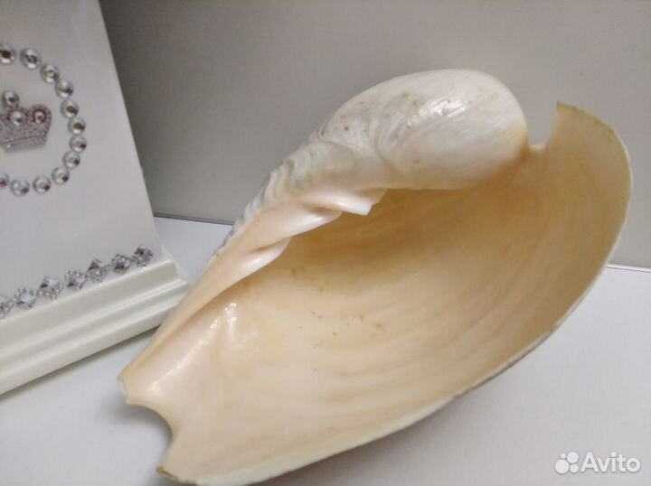 Морские раковины