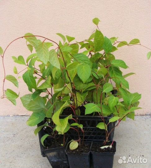 Лимонник саженец