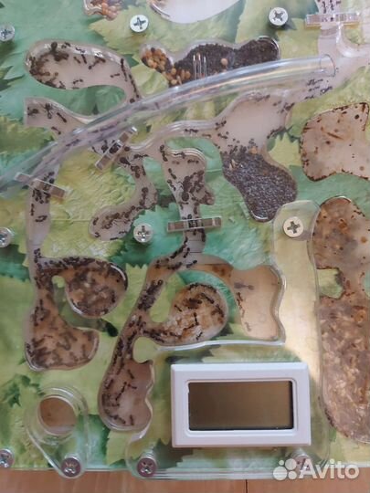 Муравьиная ферма с муравьями