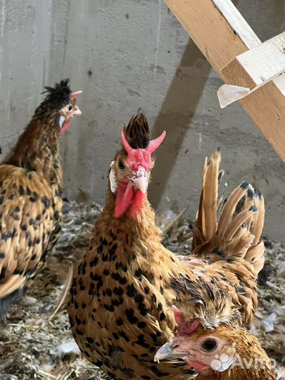 Аппенцеллер золото и серебро