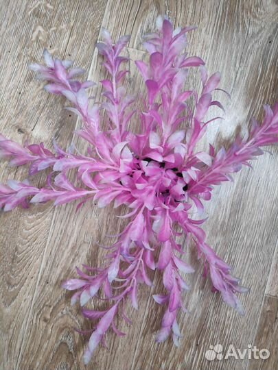 Аквариумные растения